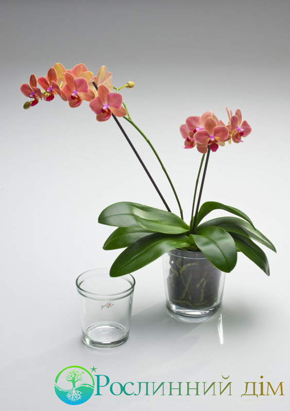 Flower pot Orchid conical white 10 cm hoch Ø 11 cm by Sandra Rich 