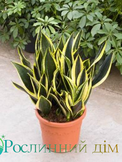 Sansevieria Futura Black Gold (: '   )
