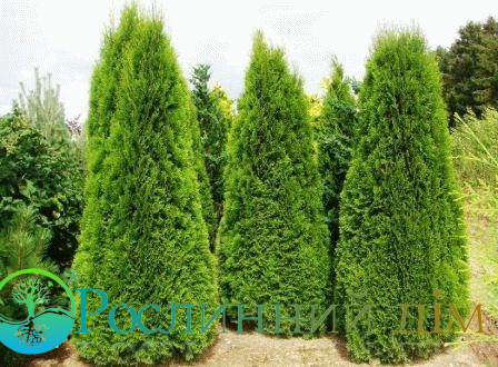 Thuja occidentalis Columna (: Thuja occidentalis Columna)