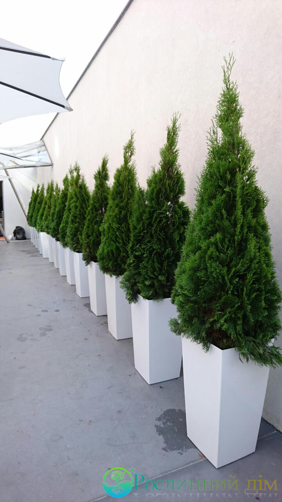 Thuja occidentalis Smaragd (:   /Smaragd)